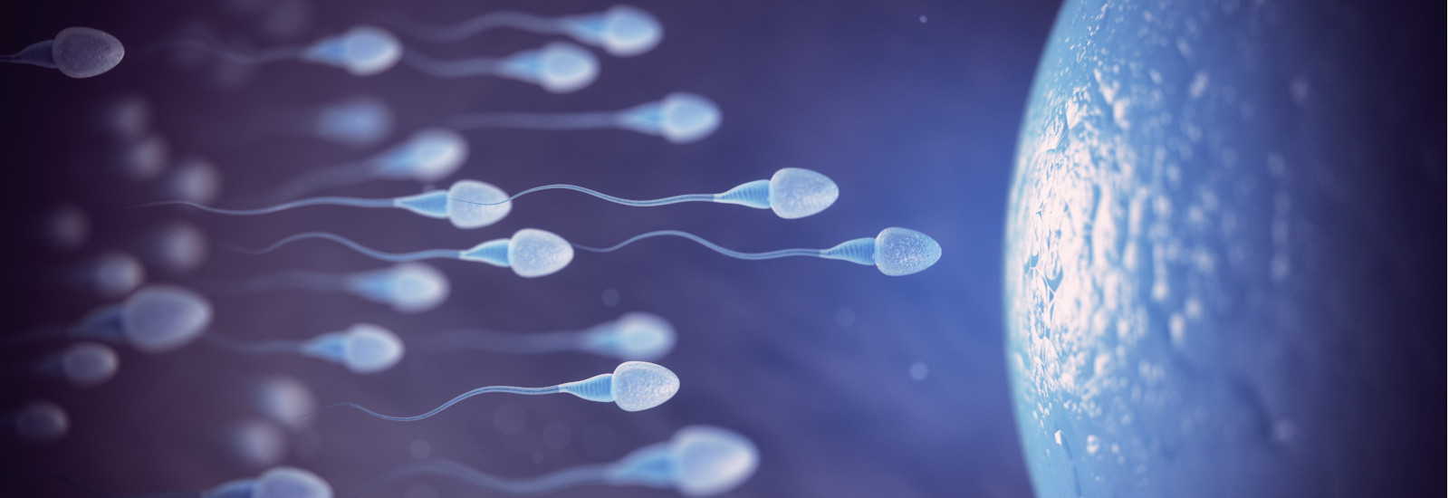 examen microscopic a spermei